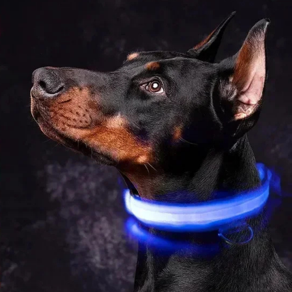 LED Light-Up Dog Collar