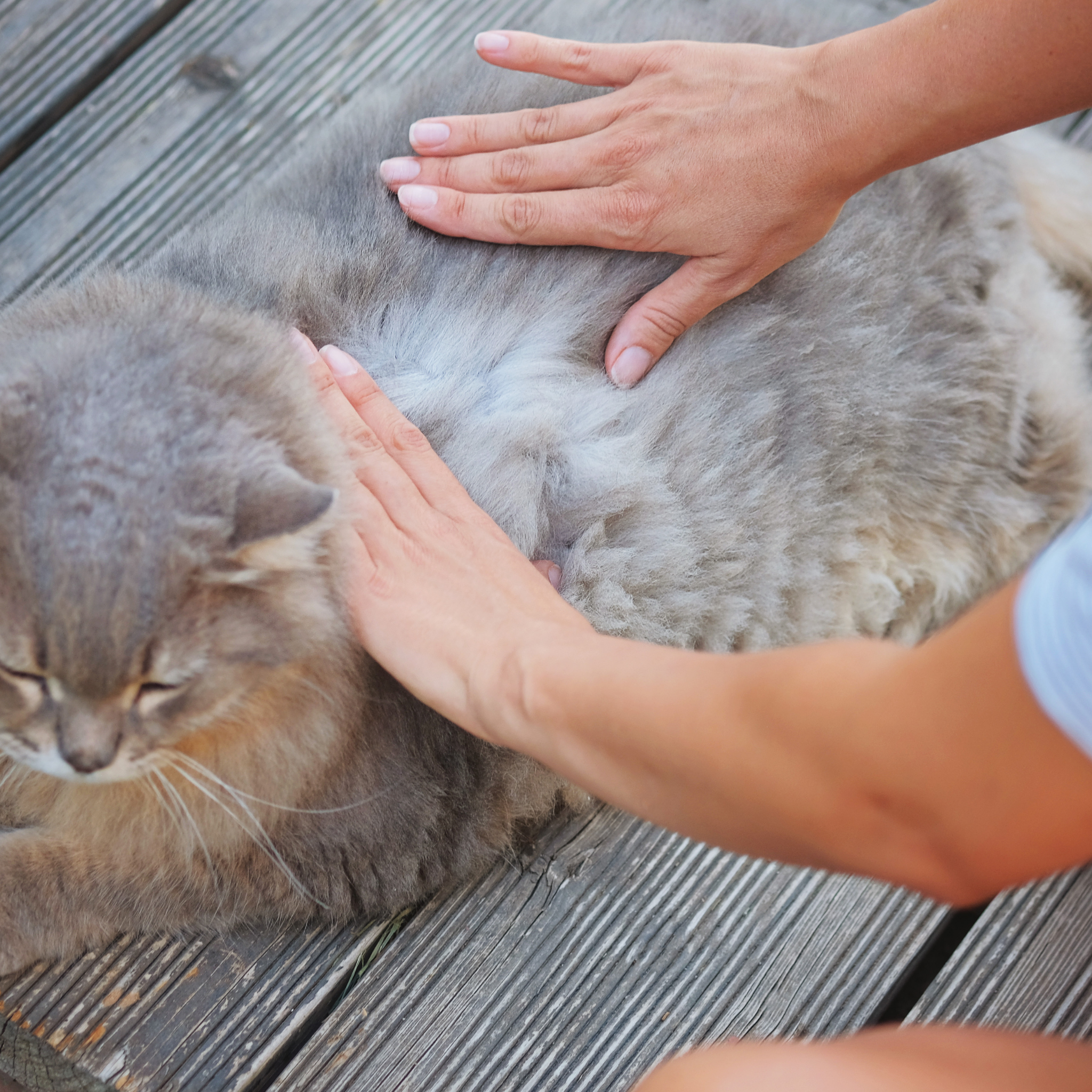 No Chance for Parasites! The Ultimate Guide for Cat Owners