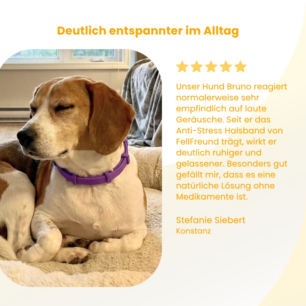 Pet-Friendly Anti-Stress Collar for Dogs
