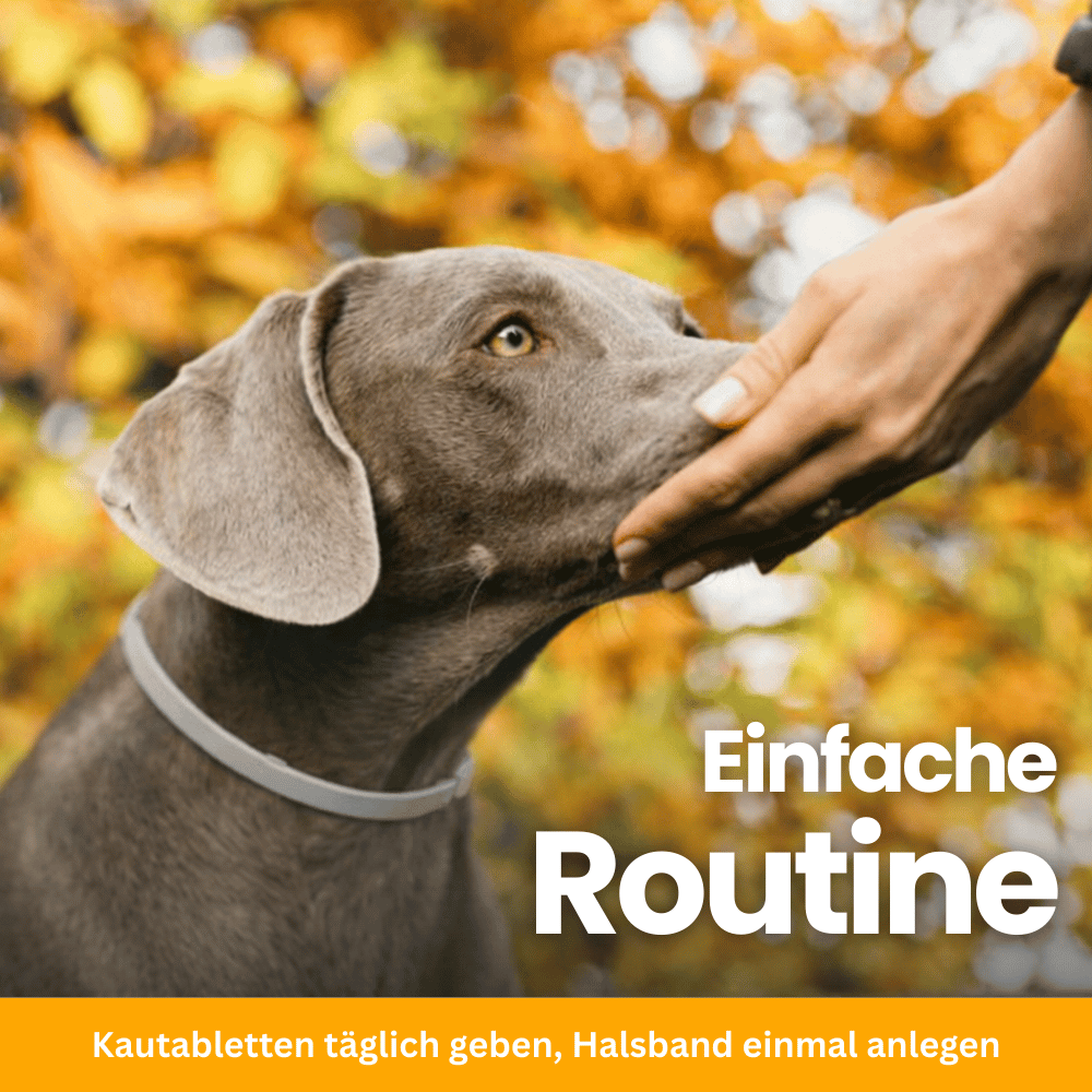 FellFreund Flea & Tick Protection Duo