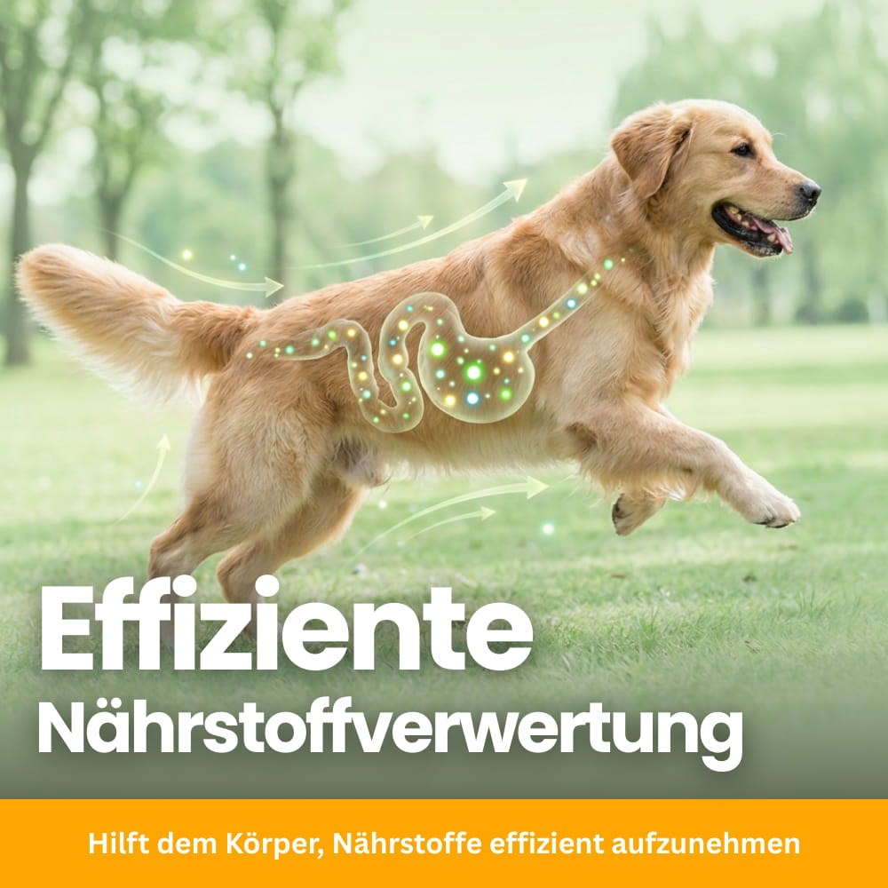 Daily Gut Flora Probiotics For Dogs