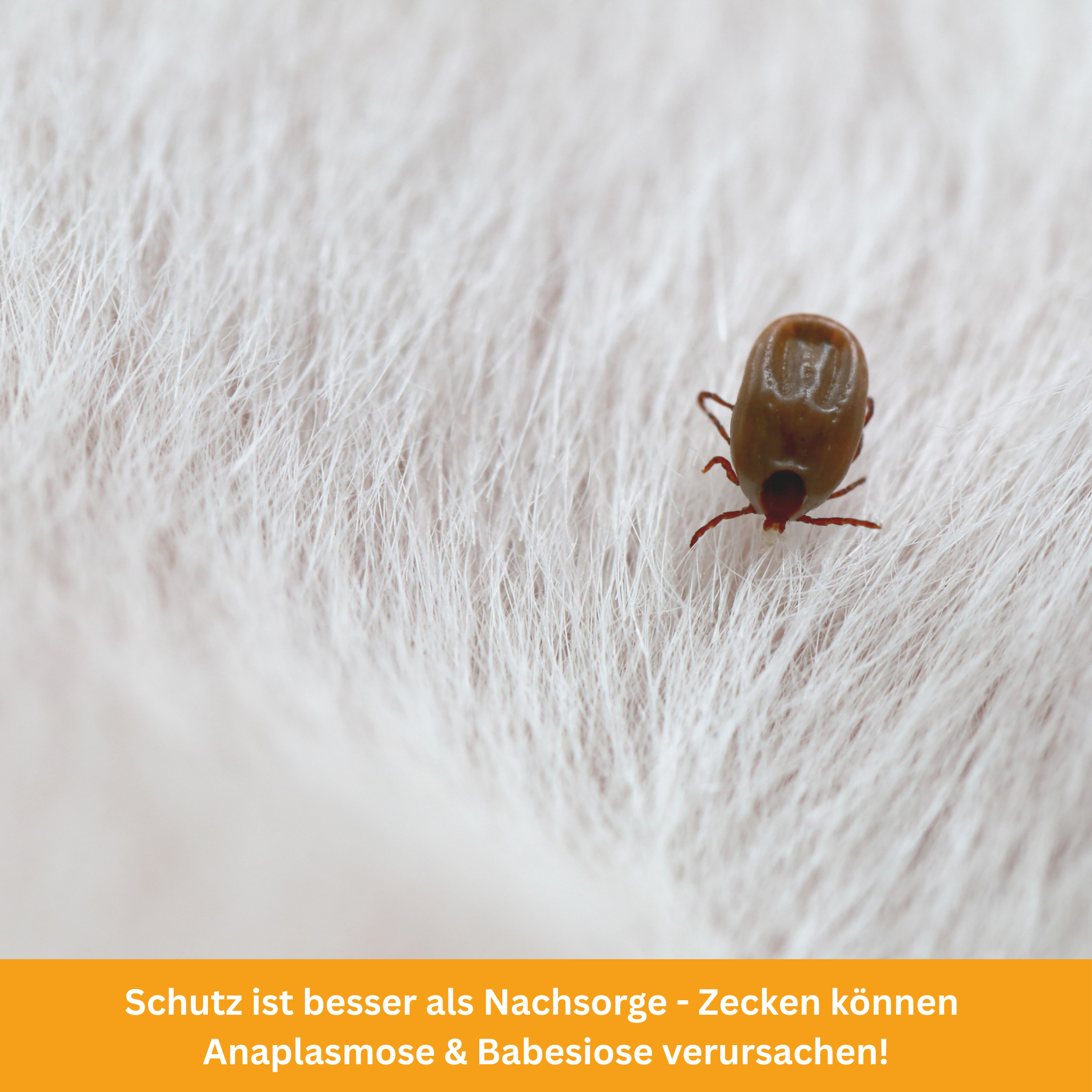 No Chance for Parasites! The Ultimate Guide for Dog Owners