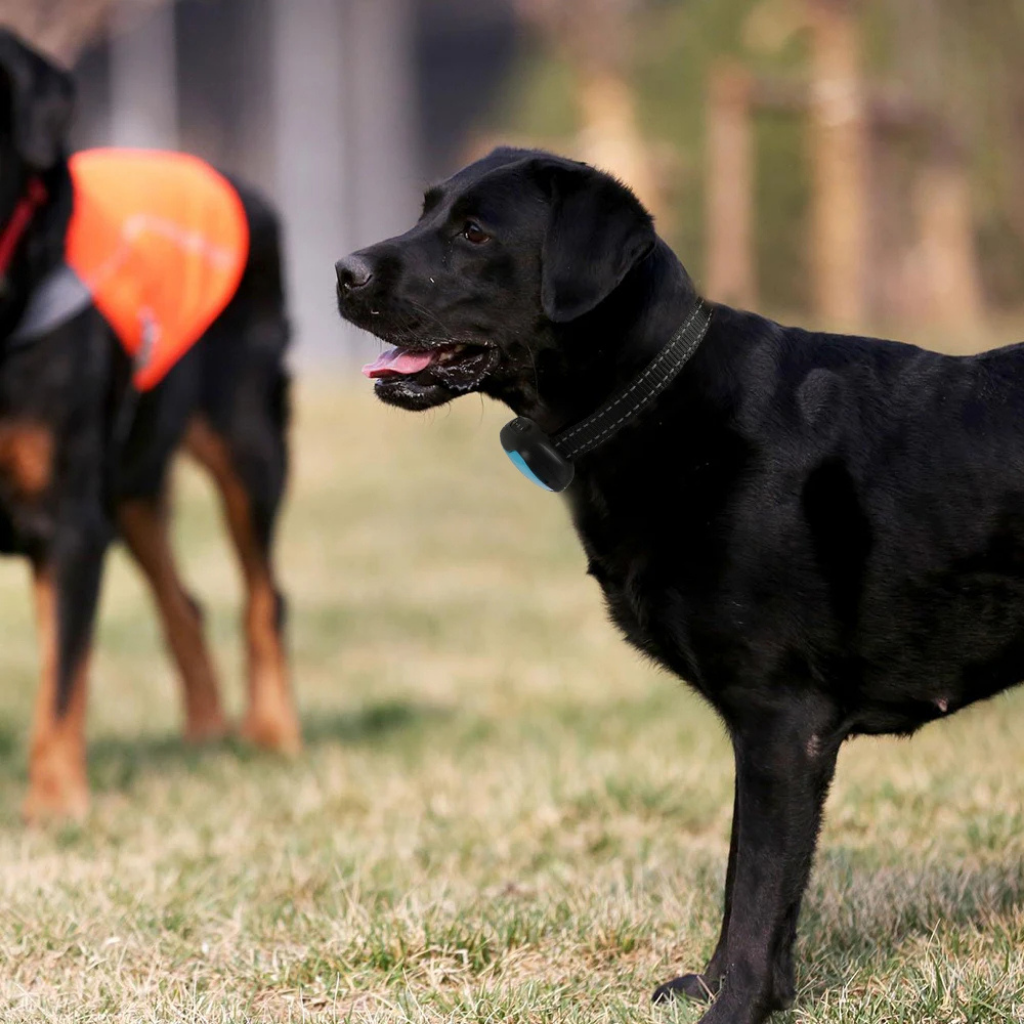 Pet-Friendly Anti-Bark Collar