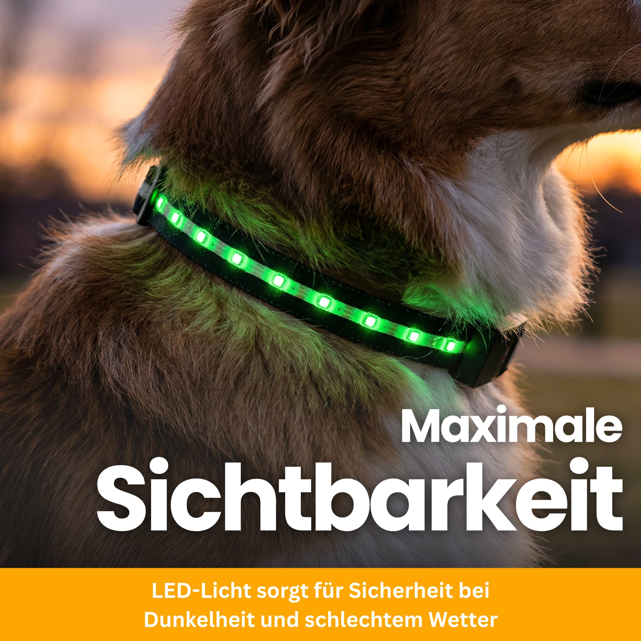 LED Light-Up Collar Pro