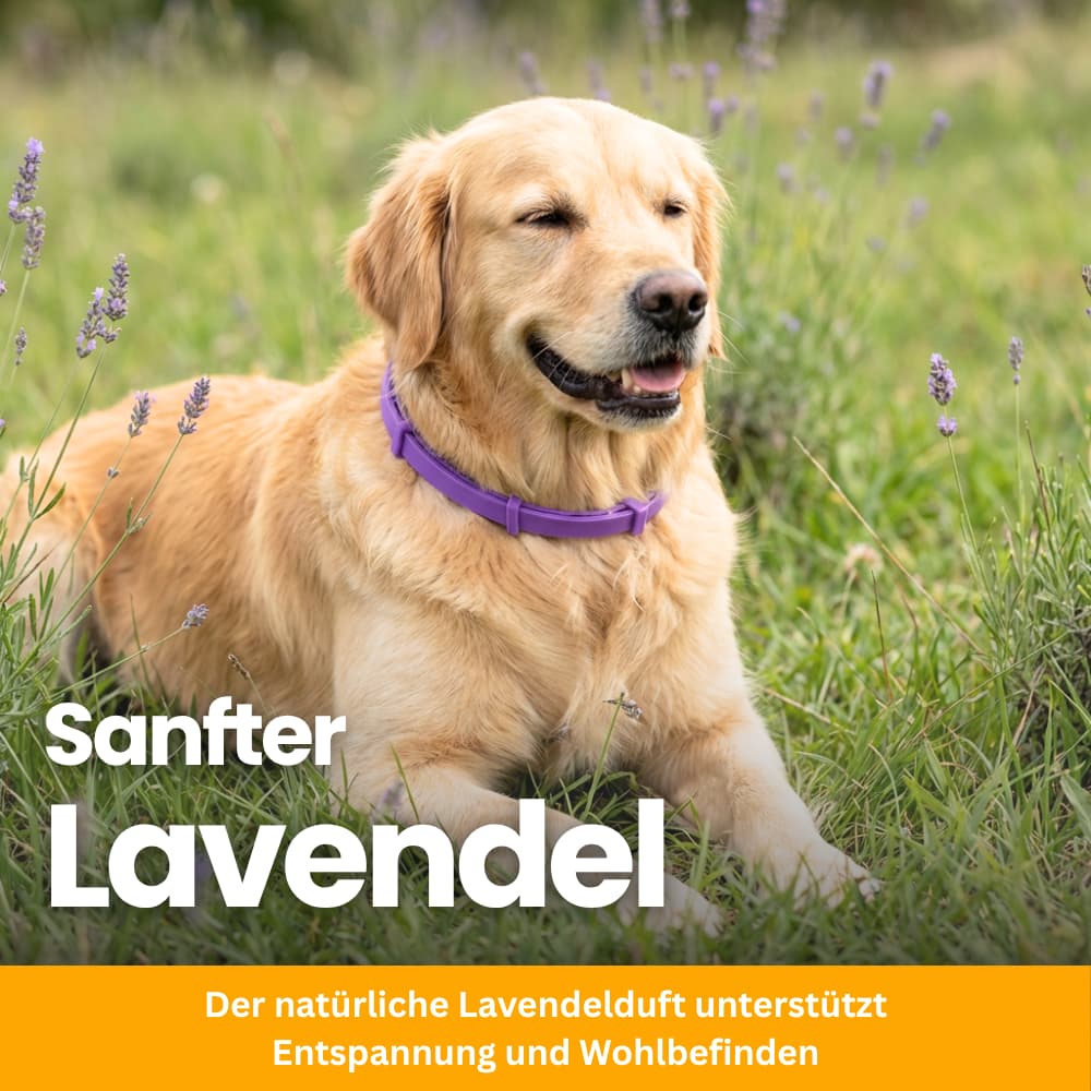 Pet-Friendly Anti-Stress Collar for Dogs