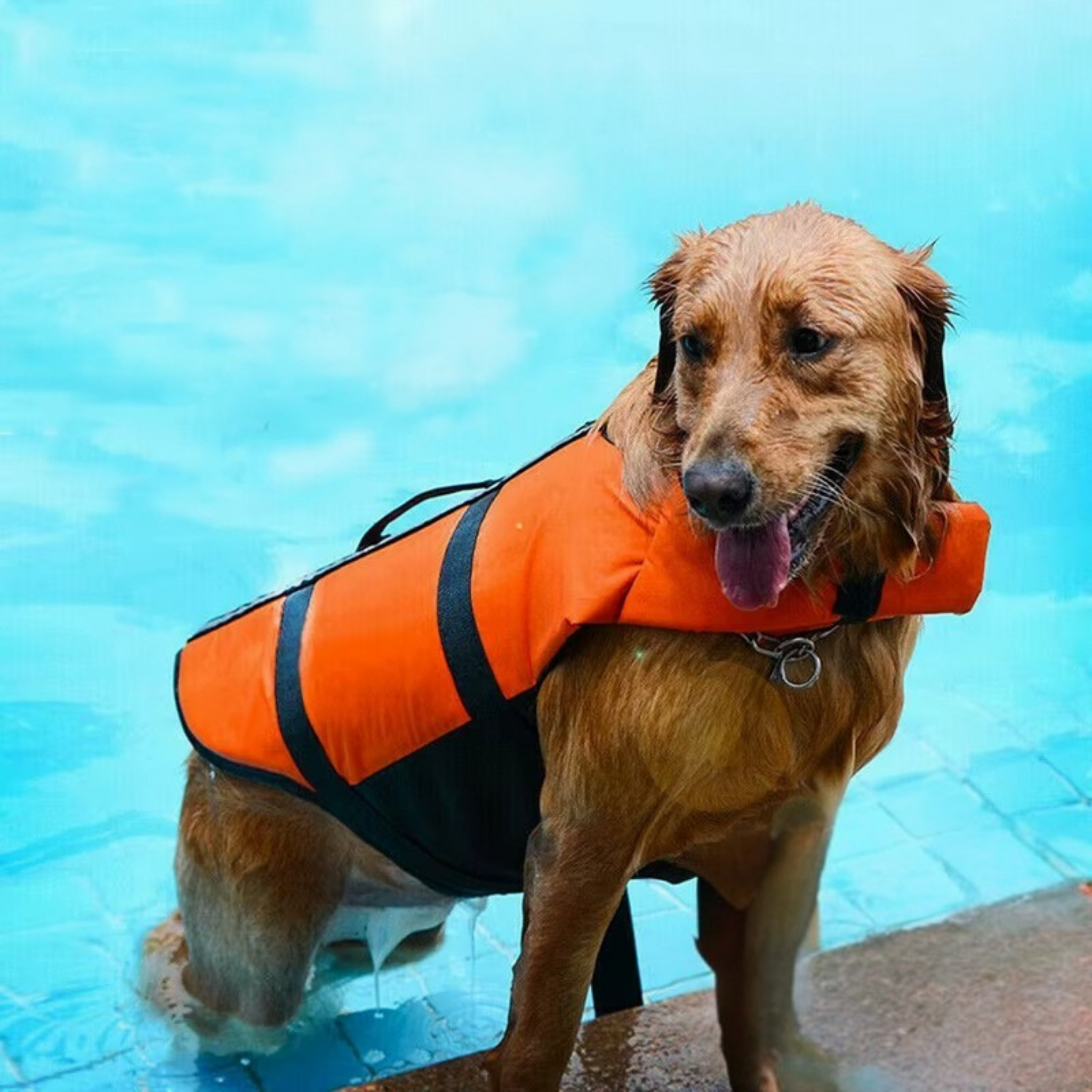 AquaSafe Dog Life Vest