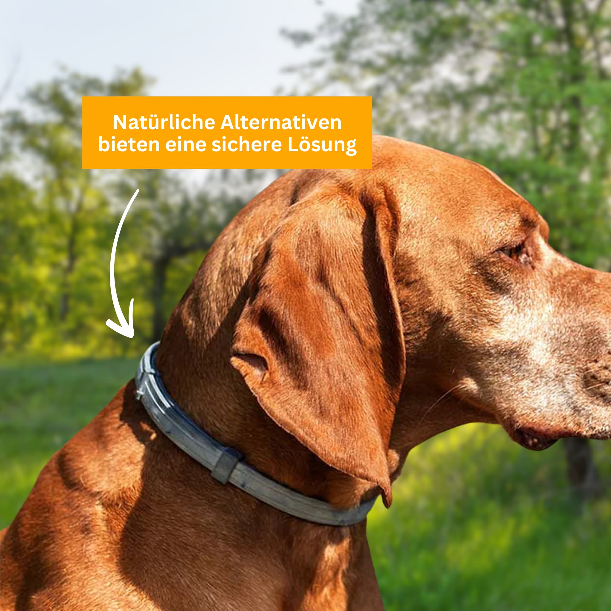 Flea and tick protection collar for dogs [Double-Up Offer]