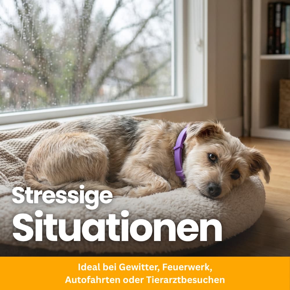 Pet-Friendly Anti-Stress Collar for Dogs