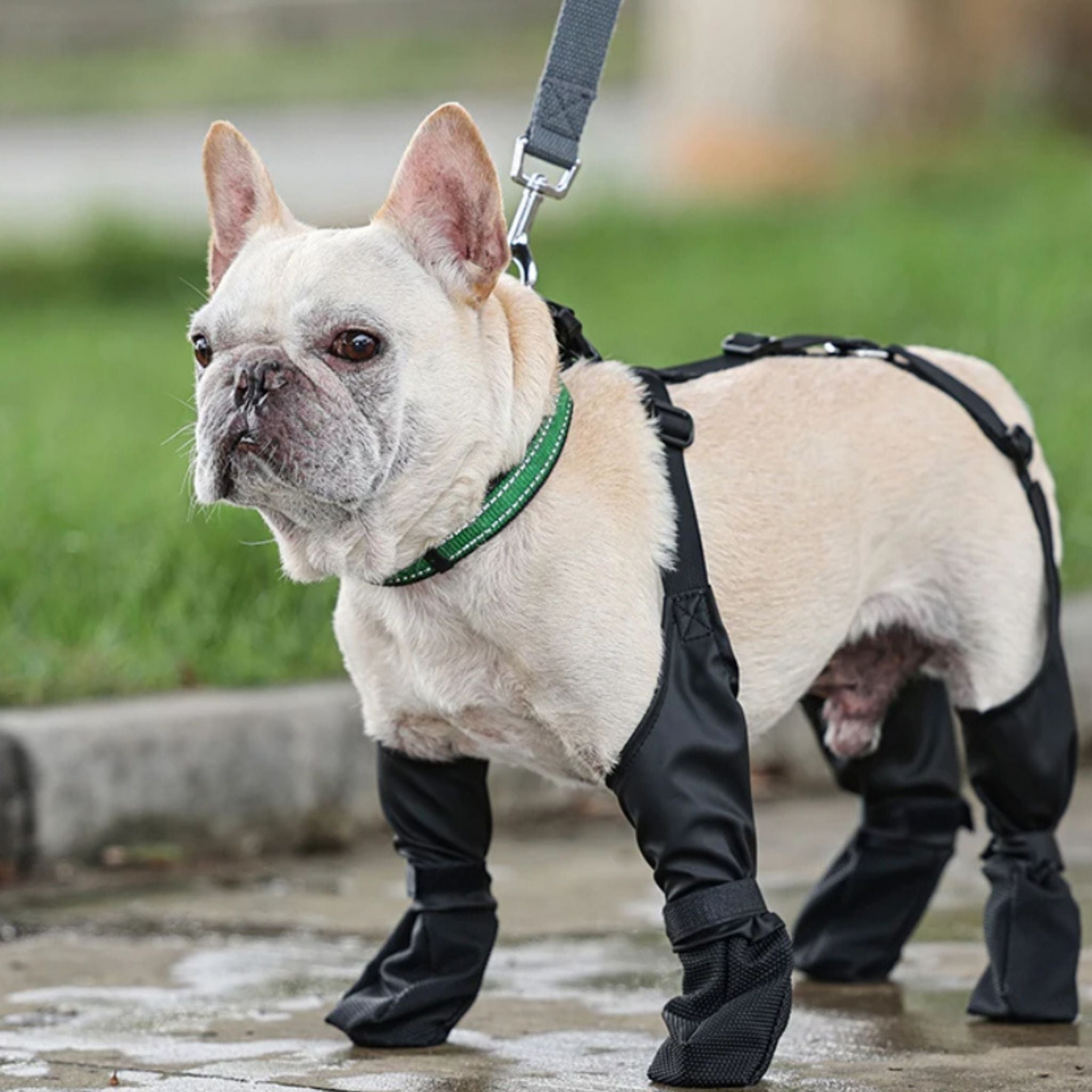 PawGrip – Waterproof & Non-Slip Dog Shoes