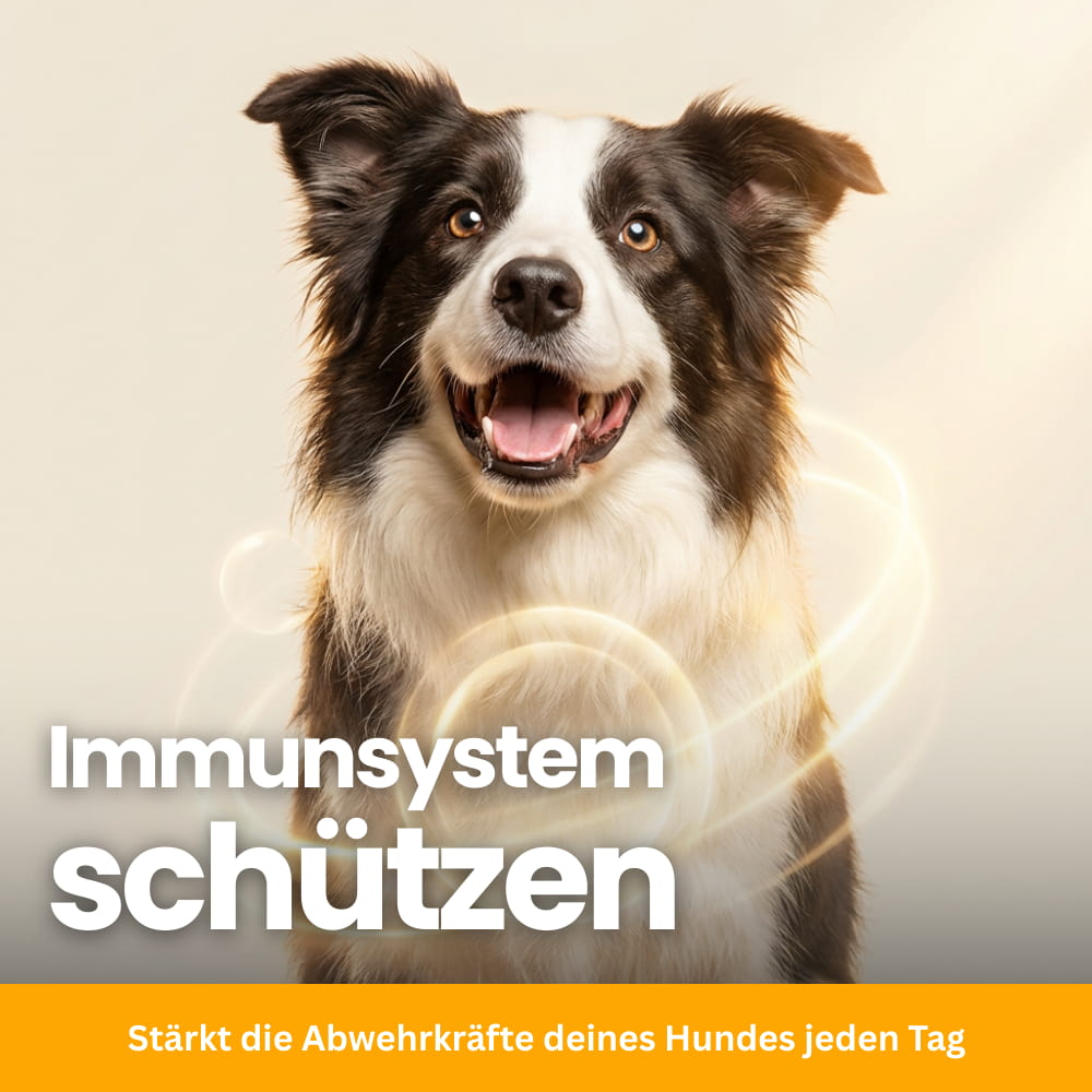 Dog Probiotic Soft Chews for Digestion & Immune Support