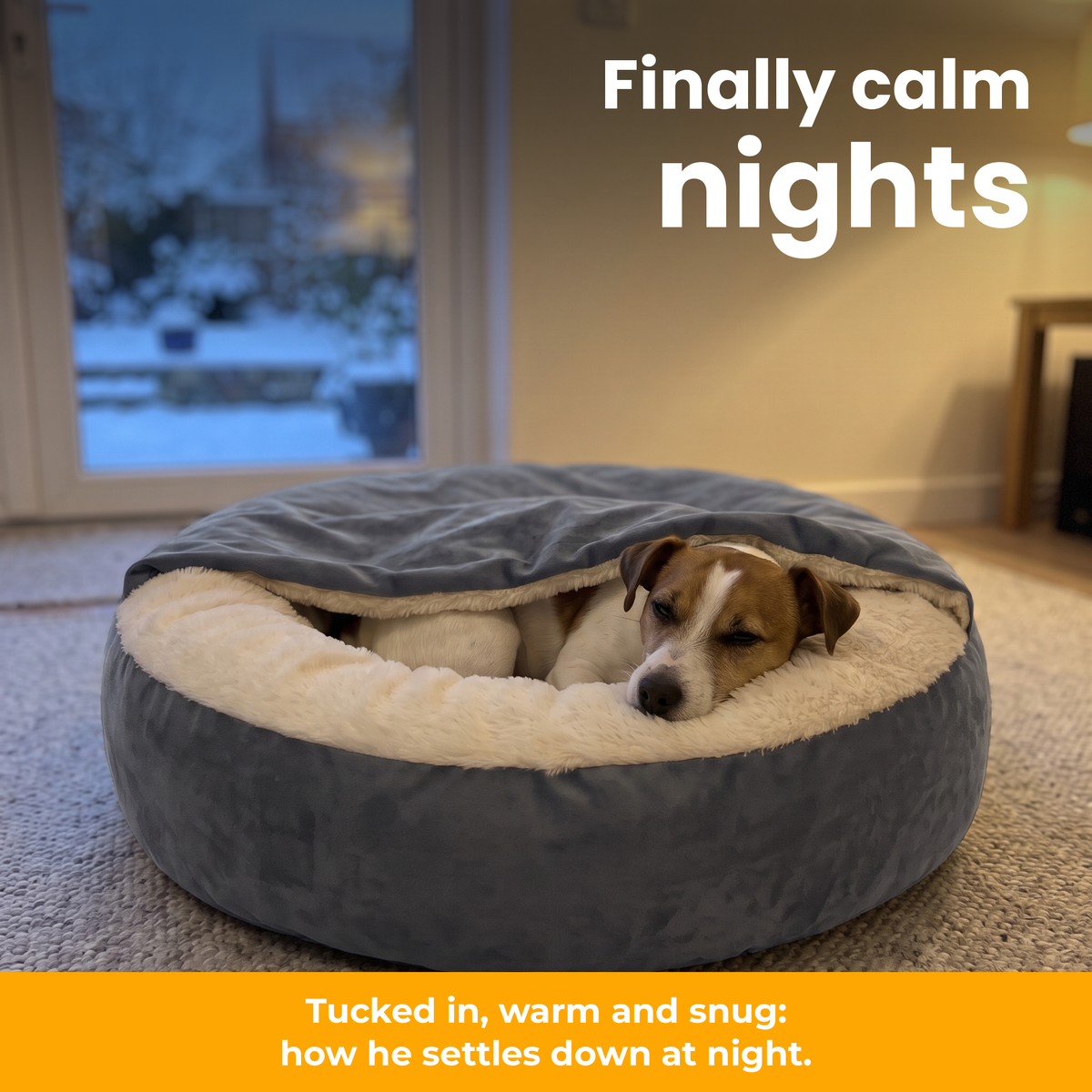 [en] CuddleCave – Jack Russell snuggled under the blanket on a winter evening